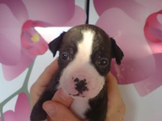 Boxermix Welpen kraftig, viele Farben.