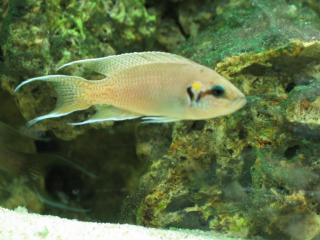 Neolamprolougs Brichardi