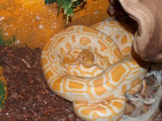 Albino Tiger Python