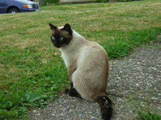 Suchen Siam-Deckkater