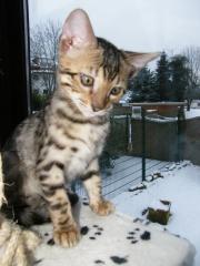 Bengalbabys in brown rosetted und mink