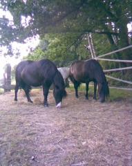 Pony mit Charme