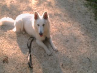 Suche Deckrüden weißer Schäferhund