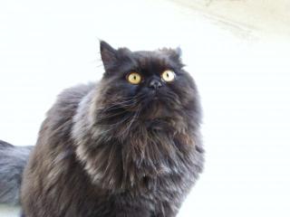 Perser Deckkater