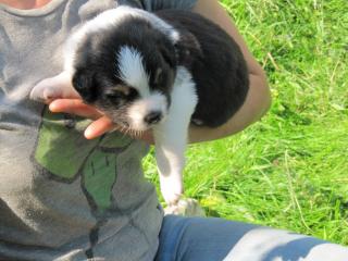 2 Aussiewelpen Rüden, bluemerle, blacktri azugeb