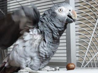 Timneh Graupapagei gesucht