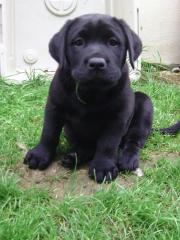 Labradorwelpen aus alter engl. Blutlinie zu verkaufen