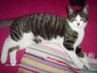 Kater zugelaufen