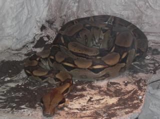 Boa Constrictor Imperator zu verkaufen