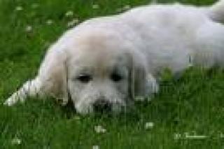 Suche ab mai 09 1 Golden Retriever Welpen Hündin