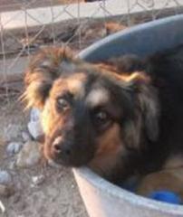Abby. ein Körbchen in einem Haufen Schutt ist alles, was sie hat