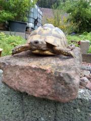 Junge Griechische Landschildkröten THB NZ 2021