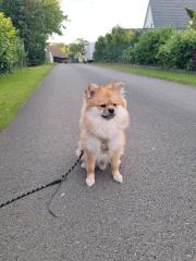 Zweck spitz