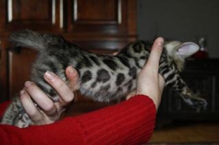 Wunderschöne Reinrassige Bengalkatzen SRV-TICA