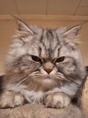 Liebevoller Perser Main-Coon Kater Mix Simba