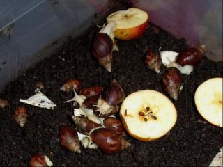Achatina fulica WHITE JADE Körperalbinos