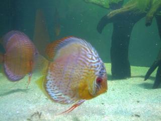 Diskusfische