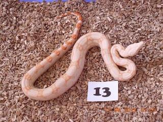 Boa C. I. Albino Kahl Linie Coral DNZ 2021