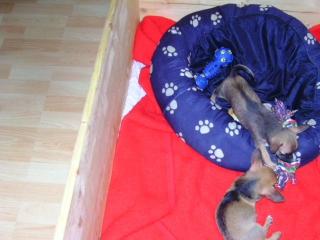 Drei kleine süße chihuahua jungs