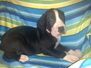 Deutsche Doggen Welpen