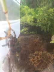 Mexikanische Rotknie Vogelspinne