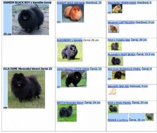 Welpen Deutsche Zwergspitz / Pomeranian
