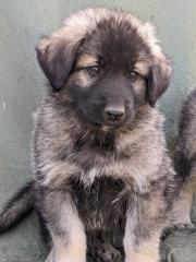 Sarplaninac, Welpen, Herdenschutzhund