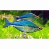 Regenbogenfische Mel. Lacustris