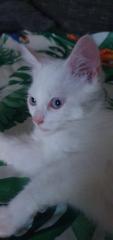 Babykatzen bkhmaincoonmix