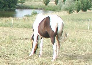 Mehrere Scheckponys