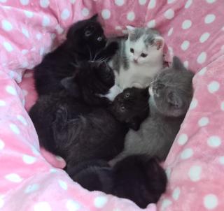 Reinrassige Britisch Kurzhaar BKH Kitten, Vater mit Stammbaum