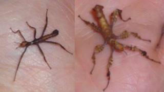 Australische Gespenstschrecke - Extatosoma tiaratum abzugeben