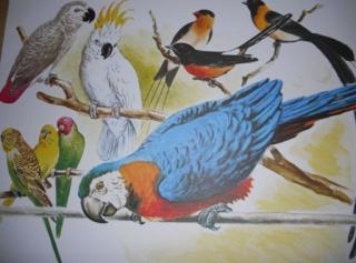 Große Vogelschau Vogelverein Albstadt 2021