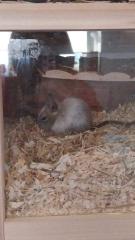 Degus 3 zu vermitteln