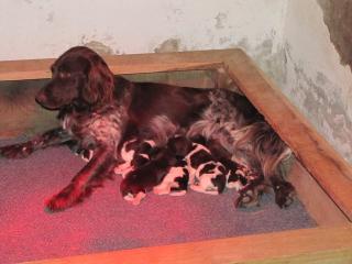 Kleine Münsterländer Welpen vom Stevertal