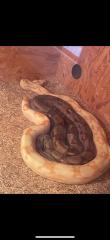 Zwei Boa Constrictor abzugeben