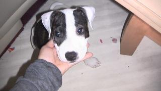 American Staffordshire Terrier - Dogo Canario Mix