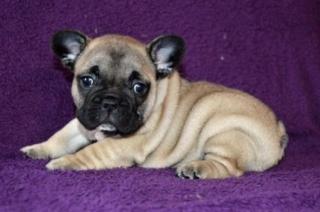 Französische Bulldogge mit Stammbaum