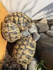 3 Griechische Landschildkröten