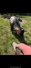Zwergziegen Bock Hornlos Findus