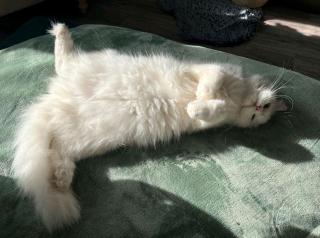 Angora Katze