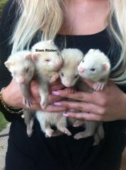 Frettchenbabys