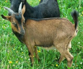 Ziegen Bock