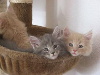 Maine Coon Kitten in creme und blue