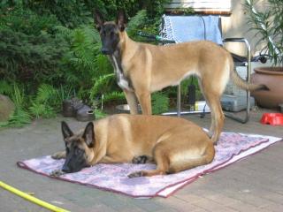 Belgische Schäferhundinen, Malinois 2 Jahre alt