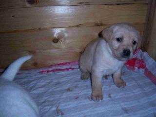 Beige Labrador Babys suchen ab Mitte Februar eine liebevolle Familie