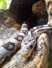 Kornnatter Anery Bock