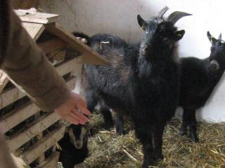 Kleine Zwerg-Ziegenfamilie abzugeben