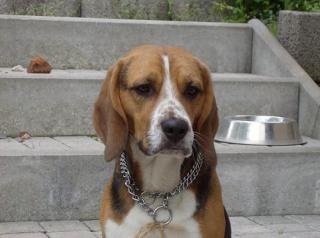 Beagle-Männchen sucht Beagle-Dame