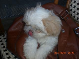 Shih-tzu rüde zur verkaufen